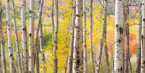 Autumn Woods, Acadia -  Michael Hudson - McGaw Graphics