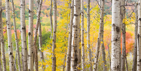 Autumn Woods, Acadia -  Michael Hudson - McGaw Graphics