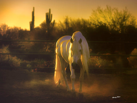 Stallion in the Garden (color) -  Barry Hart - McGaw Graphics