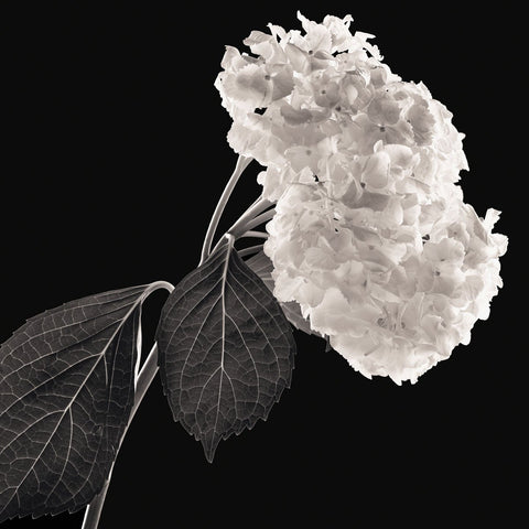 Hydrangea -  Michael Harrison - McGaw Graphics