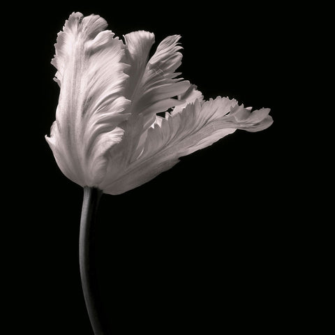 Parrot Tulip -  Michael Harrison - McGaw Graphics