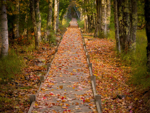 Autumn Path -  Michael Hudson - McGaw Graphics