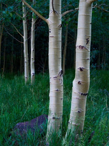 Twin Aspens -  Michael Hudson - McGaw Graphics