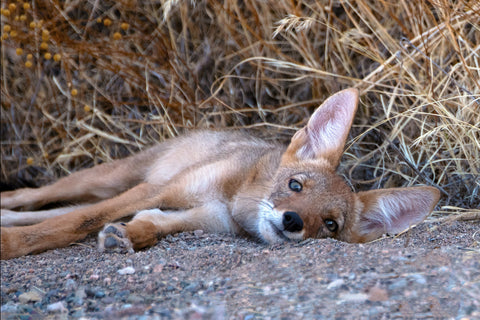 Arizona Coyote Pup -  Barry Hart - McGaw Graphics