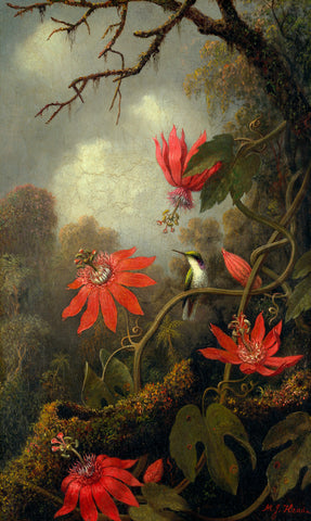 Hummingbird and Passionflowers, ca. 1875–85 -  Martin Johnson Heade - McGaw Graphics