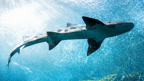 Leopard Shark at The Monterey Bay Aquarium, California -  Carol M. Highsmith - McGaw Graphics