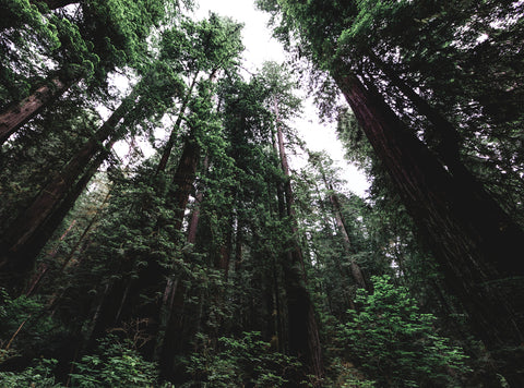 Tall Trees at Redwood National and State Parks, Northern California -  Carol M. Highsmith - McGaw Graphics