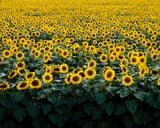 Sunflowers in a Wisconsin Field -  Carol M. Highsmith - McGaw Graphics