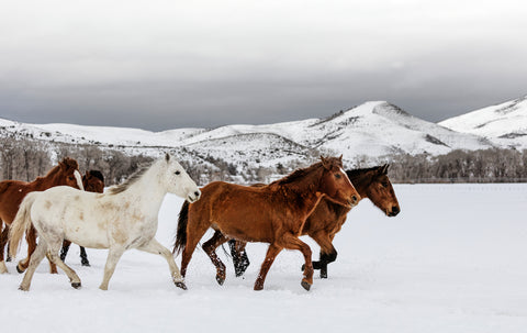 Wild and Domesticated Horses, Ladder Livestock Ranch, Wyoming-Colorado Border I -  Carol M. Highsmith - McGaw Graphics