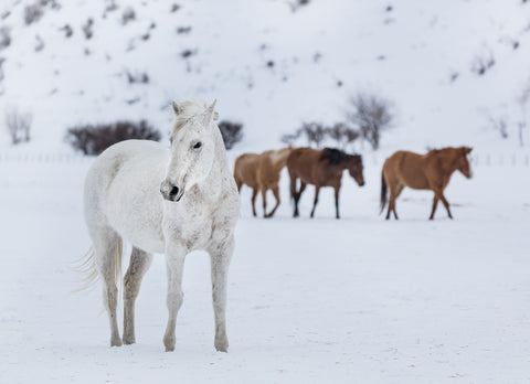 Wild and Domesticated Horses, Ladder Livestock Ranch, Wyoming-Colorado Border II -  Carol M. Highsmith - McGaw Graphics