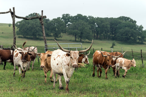 Lonesome Pine Ranch, Chappell Hill in Austin County, Texas -  Carol M. Highsmith - McGaw Graphics