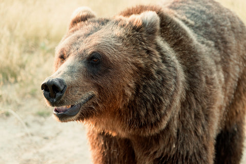 Brown Bear, Wild Animal Sanctuary, near Keenesburg, Colorado -  Carol M. Highsmith - McGaw Graphics