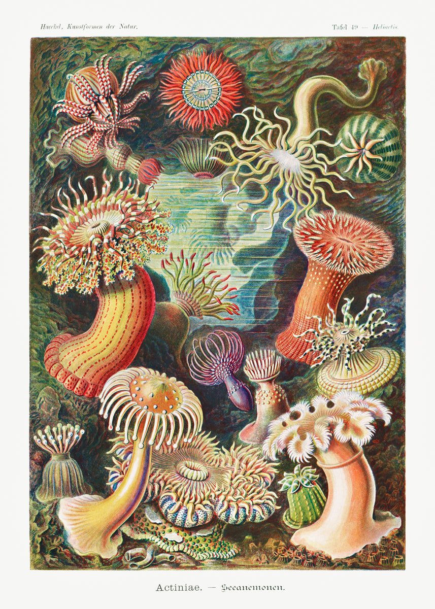 絵画 anemone Jellyfish art