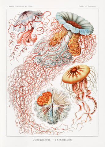 Discomedusae–Scheibenquallen, 1904 -  Ernst Haeckel - McGaw Graphics
