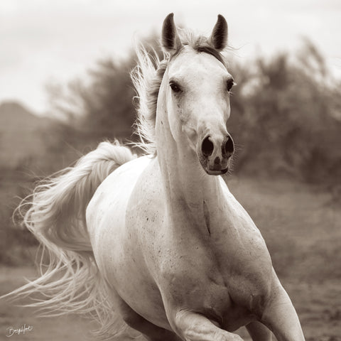 Damsel (sepia) -  Barry Hart - McGaw Graphics