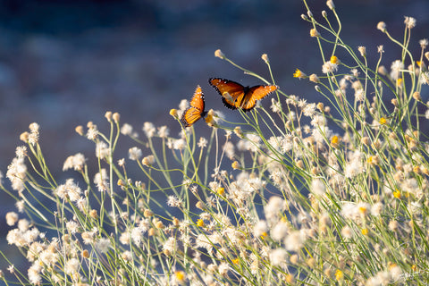 Butterflies -  Barry Hart - McGaw Graphics