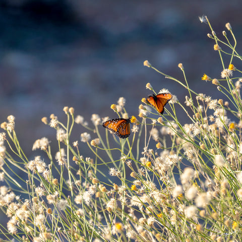 Butterflies #2 -  Barry Hart - McGaw Graphics