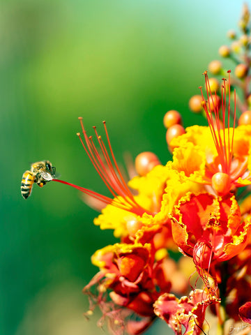 Bee Awesome -  Barry Hart - McGaw Graphics