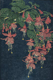 Fuchsia, about 1910-13