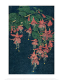 Fuchsia, about 1910-13