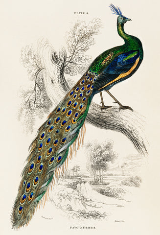 A Majestic Male Peafowl Portrait -  Sir William Jardine - McGaw Graphics