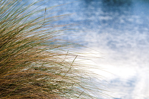 Sea Oats Blowing