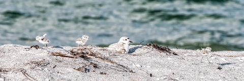 Snowy Plovers