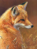 Curious - Red Fox -  Joni Johnson-Godsy - McGaw Graphics