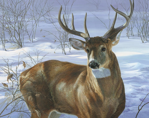 Through My Window - Whitetail Deer -  Joni Johnson-Godsy - McGaw Graphics