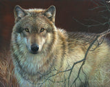 Uninterrupted Stare - Gray Wolf -  Joni Johnson-Godsy - McGaw Graphics