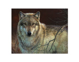 Uninterrupted Stare - Gray Wolf -  Joni Johnson-Godsy - McGaw Graphics