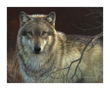Uninterrupted Stare - Gray Wolf -  Joni Johnson-Godsy - McGaw Graphics