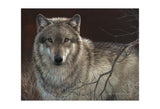 Uninterrupted Stare - Gray Wolf -  Joni Johnson-Godsy - McGaw Graphics