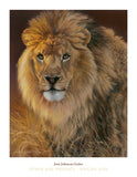 Power and Presence - African Lion -  Joni Johnson-Godsy - McGaw Graphics