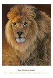 Power and Presence - African Lion -  Joni Johnson-Godsy - McGaw Graphics