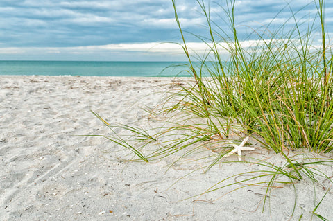 Star Fish and Sea Oats -  Mary Lou Johnson - McGaw Graphics