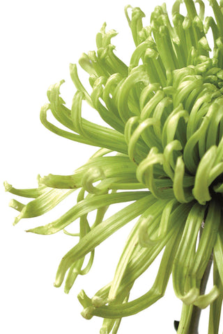 Green Bloom 2 (reverse) -  Jenny Kraft - McGaw Graphics