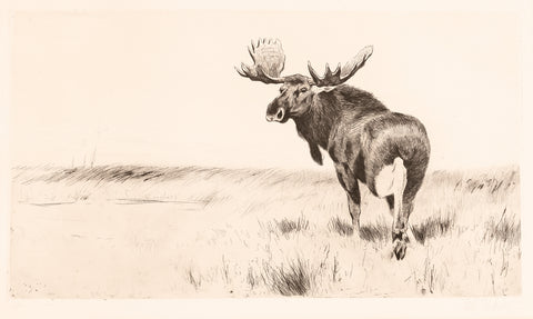 Moose Etching, between 1915 and 1924 -  Wilhelm Kuhnert - McGaw Graphics