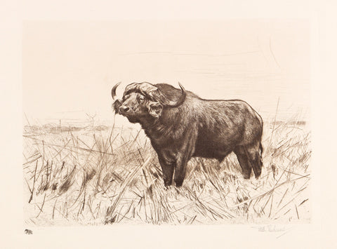 Cape Buffalo, ca. 1915 -  Wilhelm Kuhnert - McGaw Graphics