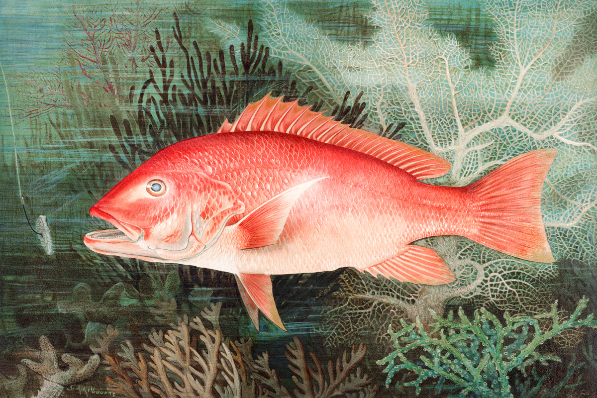 Northern Red Snapper | McGaw Graphics