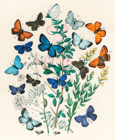 Butterflies and Moths I, 1882 -  William Forsell Kirby - McGaw Graphics