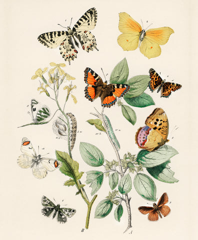 Butterflies and Moths II, 1882 -  William Forsell Kirby - McGaw Graphics