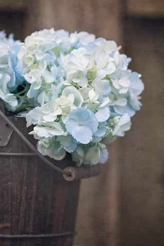 Farmhouse Hydrangeas -  Elizabeth Kay - McGaw Graphics