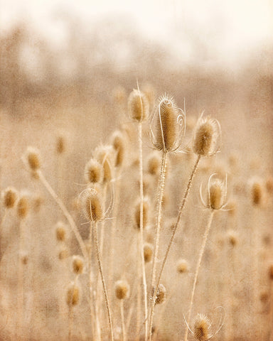 River Thistles -  Elizabeth Kay - McGaw Graphics