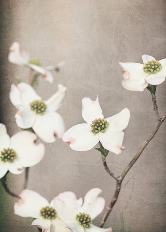 Rustic Dogwoods