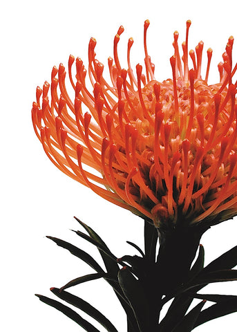 Orange Protea 1 -  Jenny Kraft - McGaw Graphics