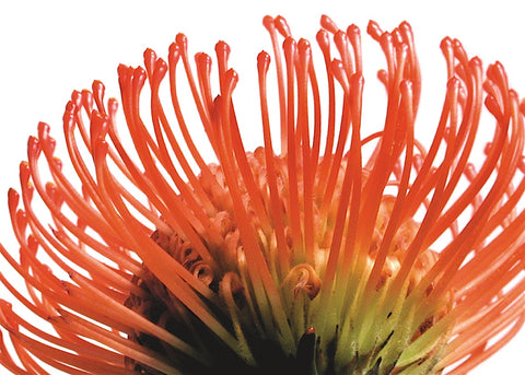 Orange Protea 2 -  Jenny Kraft - McGaw Graphics