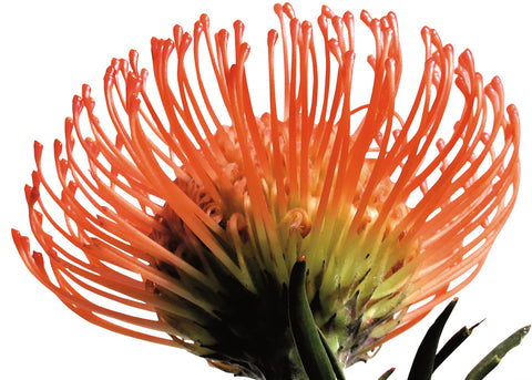 Orange Protea 3 -  Jenny Kraft - McGaw Graphics