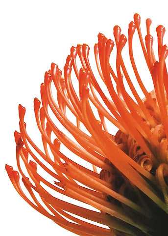 Orange Protea 4 -  Jenny Kraft - McGaw Graphics