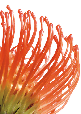 Orange Protea 5 -  Jenny Kraft - McGaw Graphics